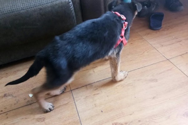 狗狗弓背是什么原因，可能是感染了寄生虫所致