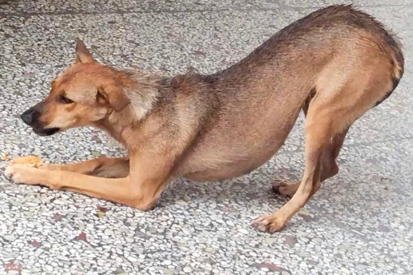 狗狗弓背是什么原因，可能是感染了寄生虫所致