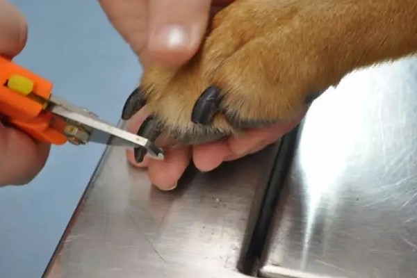 狗狗弓背是什么原因，可能是感染了寄生虫所致