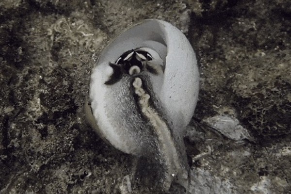 涡螺的产地,产地分布在中国、日本、澳大利亚等