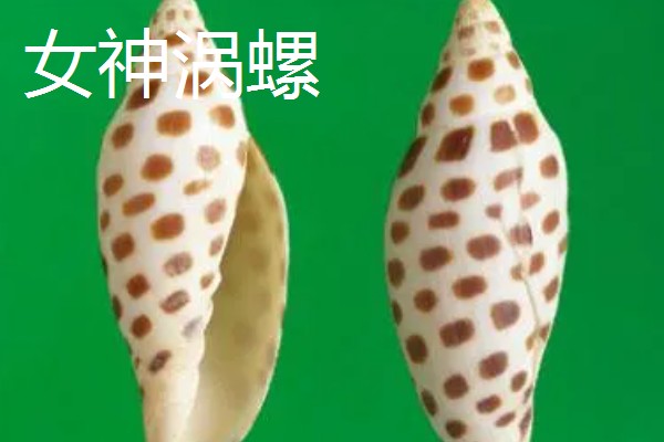 涡螺的产地,产地分布在中国、日本、澳大利亚等