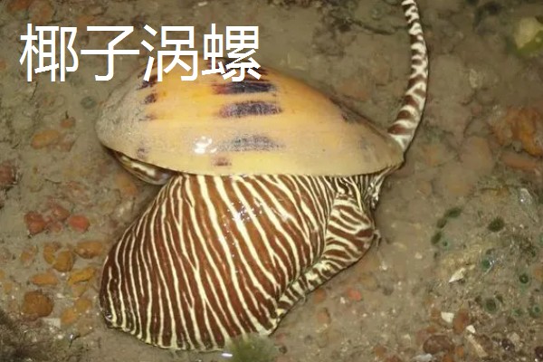 涡螺的产地,产地分布在中国、日本、澳大利亚等