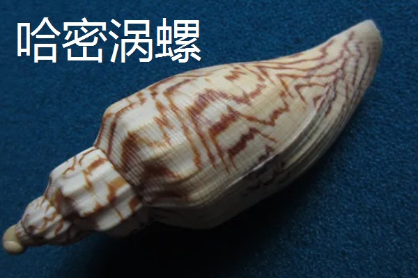 涡螺的产地,产地分布在中国、日本、澳大利亚等