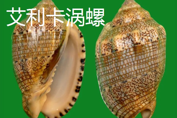 涡螺的产地,产地分布在中国、日本、澳大利亚等