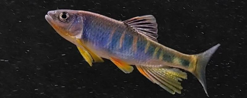 马口鱼多大开始发色，发色一般是在1岁左右