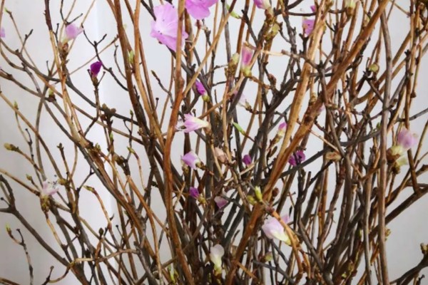 干枝梅怎么养殖，春夏秋三季每隔半个月追肥一次