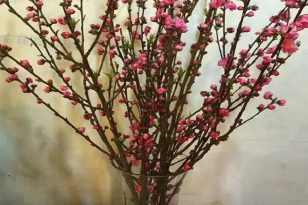 干枝梅怎么养殖，春夏秋三季每隔半个月追肥一次