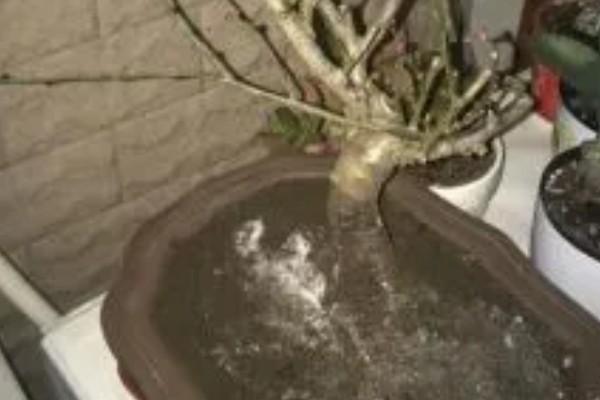 干枝梅怎么养殖，春夏秋三季每隔半个月追肥一次