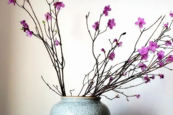 干枝梅怎么养殖，春夏秋三季每隔半个月追肥一次