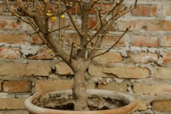 干枝梅怎么养殖，春夏秋三季每隔半个月追肥一次