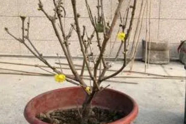 干枝梅怎么养殖，春夏秋三季每隔半个月追肥一次