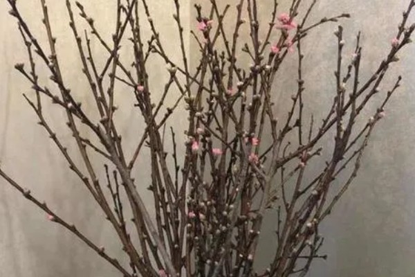 干枝梅怎么养殖，春夏秋三季每隔半个月追肥一次