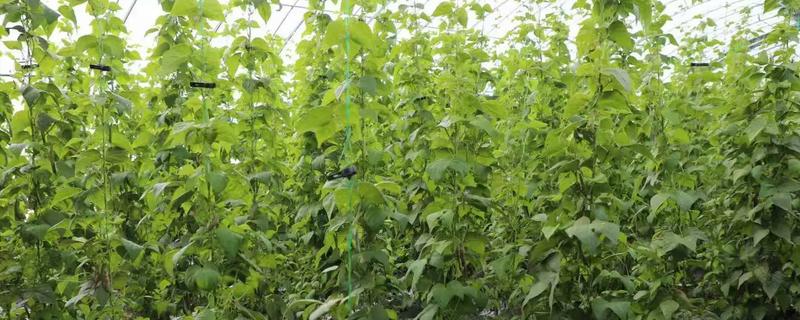 大棚豆角怎么种植，采收盛期要追肥