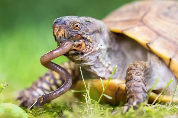 地图龟吃什么，以蜗牛、龙虾等为食