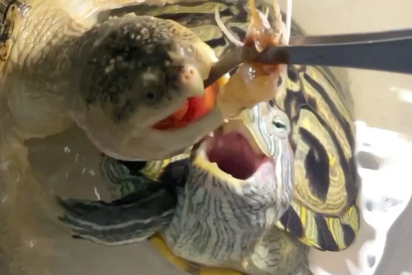 地图龟吃什么，以蜗牛、龙虾等为食