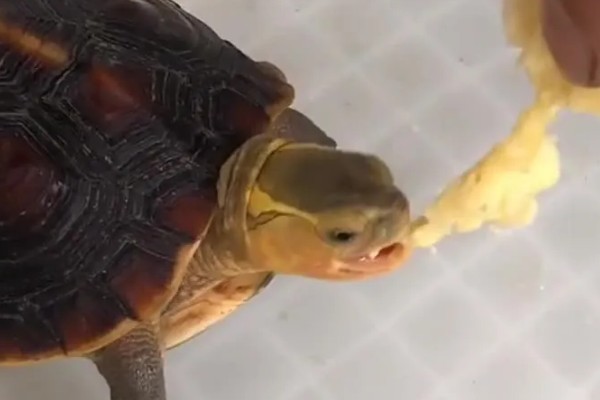 地图龟吃什么，以蜗牛、龙虾等为食