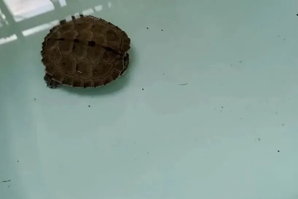 地图龟吃什么，以蜗牛、龙虾等为食