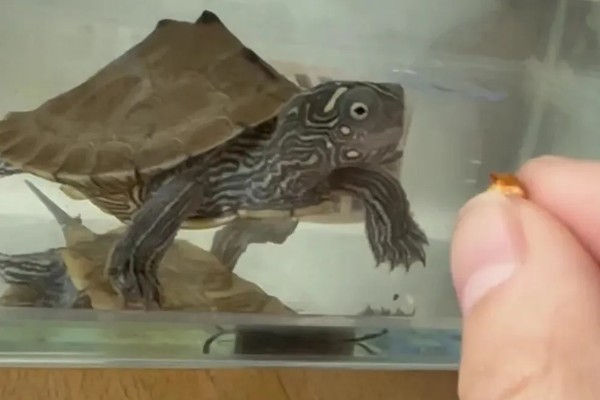 地图龟吃什么，以蜗牛、龙虾等为食