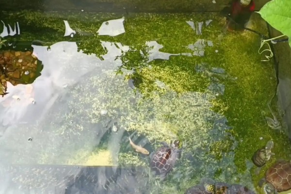 地图龟吃什么，以蜗牛、龙虾等为食