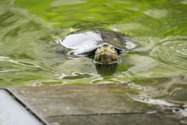 地图龟吃什么，以蜗牛、龙虾等为食