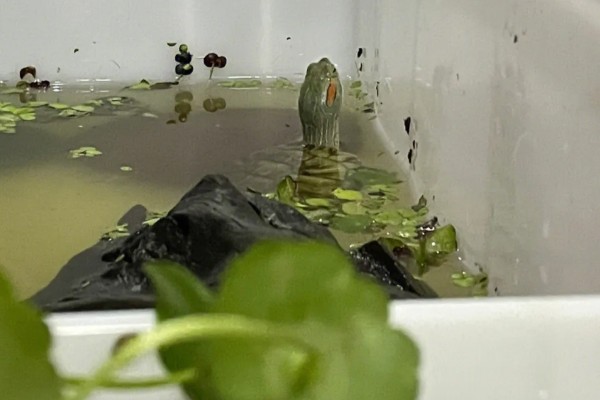 地图龟吃什么，以蜗牛、龙虾等为食