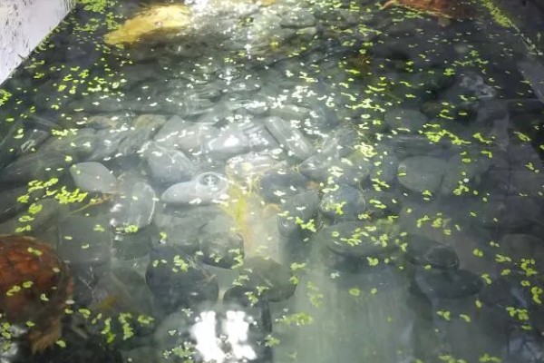 地图龟吃什么，以蜗牛、龙虾等为食