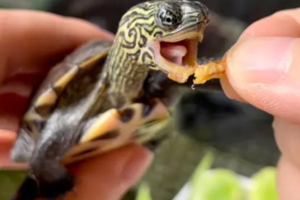 地图龟吃什么，以蜗牛、龙虾等为食