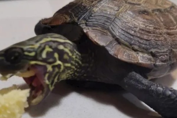 地图龟吃什么，以蜗牛、龙虾等为食