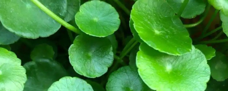 铜钱草能不能长期水培，需要每隔1周换一次水