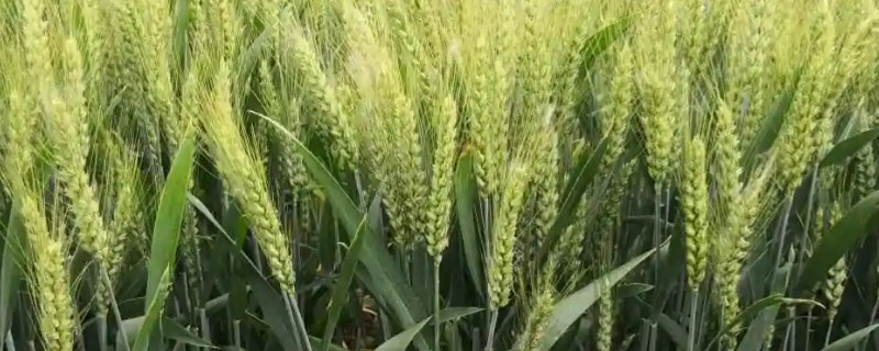 安科1701小麦的简介，全生育期为216天