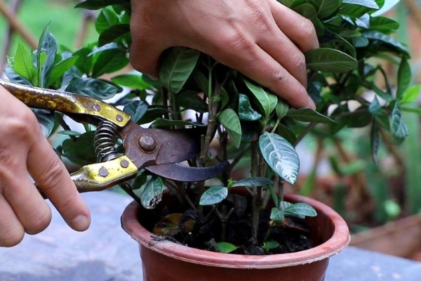 小叶栀子花的修剪方法，喜欢在湿润的环境中生长