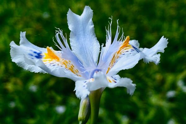 鸢尾花的花语，寓意热情活力、纯洁美丽等