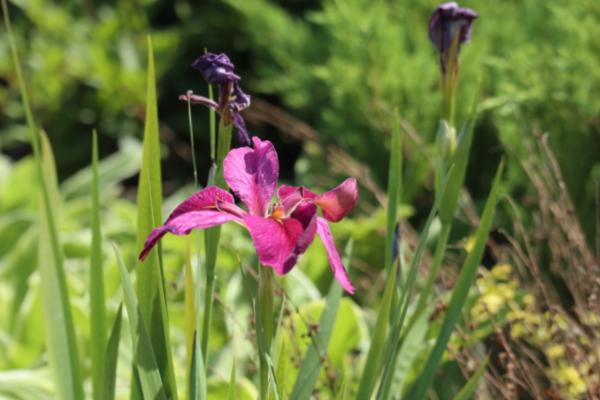 鸢尾花的花语，寓意热情活力、纯洁美丽等