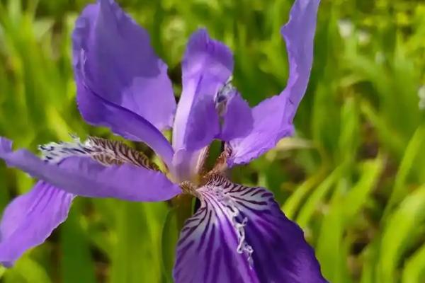 鸢尾花的花语，寓意热情活力、纯洁美丽等