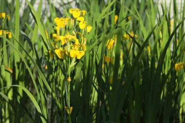 鸢尾花的花语，寓意热情活力、纯洁美丽等