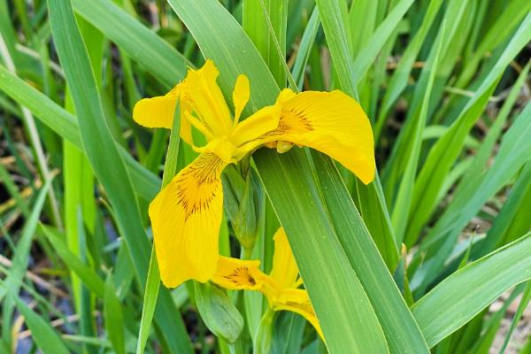 鸢尾花的花语，寓意热情活力、纯洁美丽等