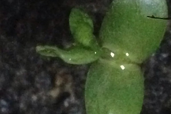 小叶栀子花的修剪方法，喜欢在湿润的环境中生长