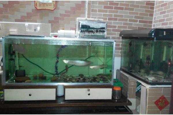 底滤鱼缸的进水口和出水口在哪里，一般位于鱼缸的两侧