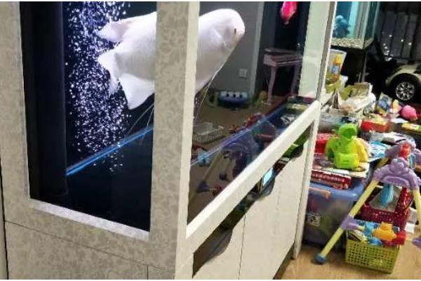 底滤鱼缸的进水口和出水口在哪里，一般位于鱼缸的两侧