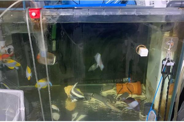 底滤鱼缸的进水口和出水口在哪里，一般位于鱼缸的两侧