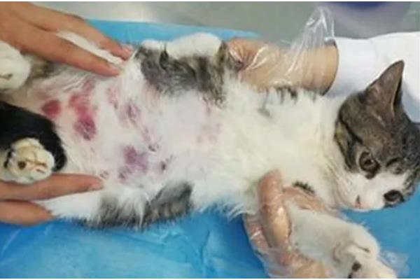 猫白血病会出现的症状，会出现呕吐、拉稀、贫血等