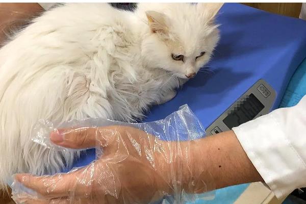 猫白血病会出现的症状，会出现呕吐、拉稀、贫血等