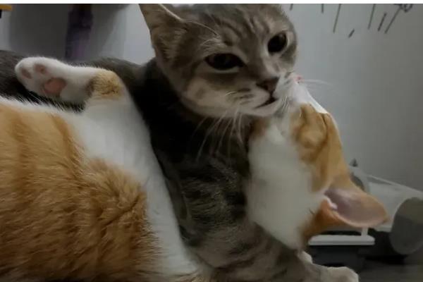 猫白血病会出现的症状，会出现呕吐、拉稀、贫血等