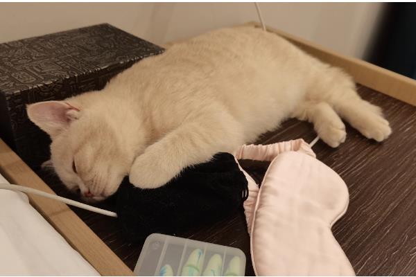 猫白血病会出现的症状，会出现呕吐、拉稀、贫血等