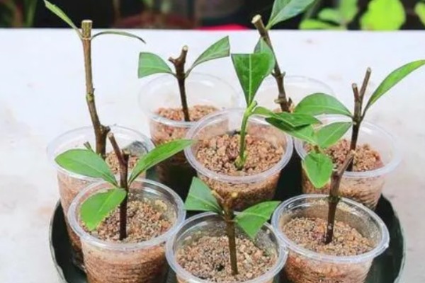 小叶栀子花的修剪方法，喜欢在湿润的环境中生长