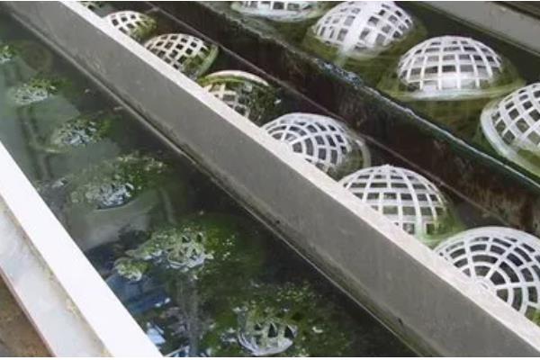 底滤鱼缸的进水口和出水口在哪里，一般位于鱼缸的两侧