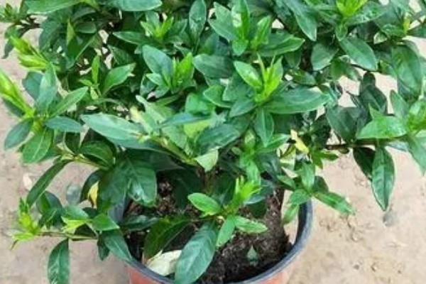 小叶栀子花的修剪方法，喜欢在湿润的环境中生长