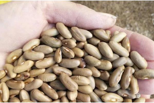 大棚豆角怎么种植，采收盛期要追肥