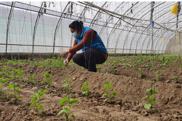 大棚豆角怎么种植，采收盛期要追肥