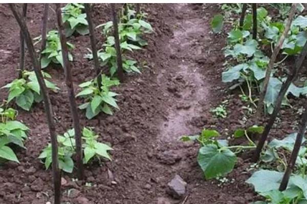 大棚豆角怎么种植，采收盛期要追肥